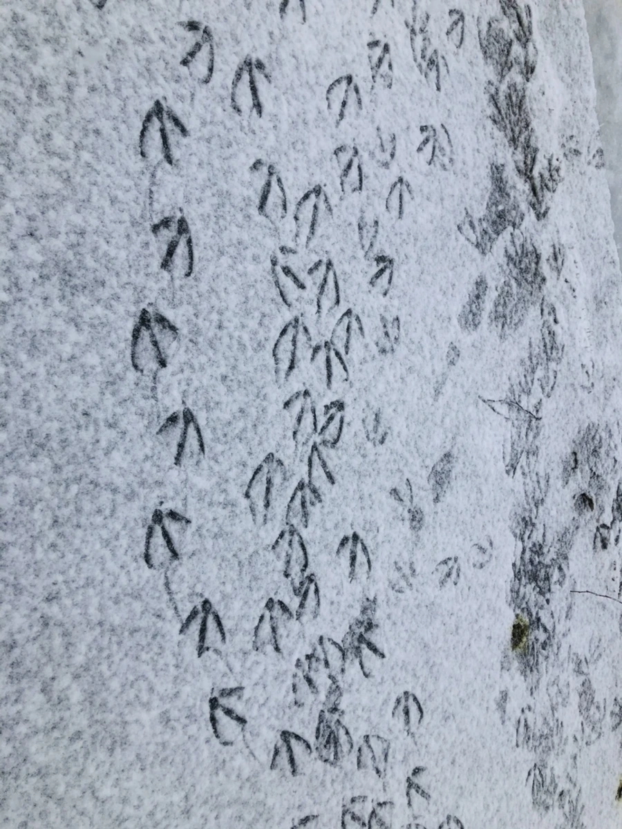 IMG_4232.jpg?type=w966