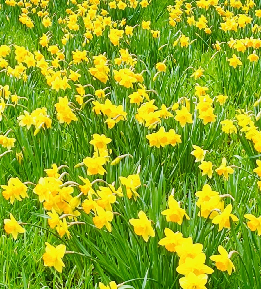 IMG_7455.jpg?type=w966