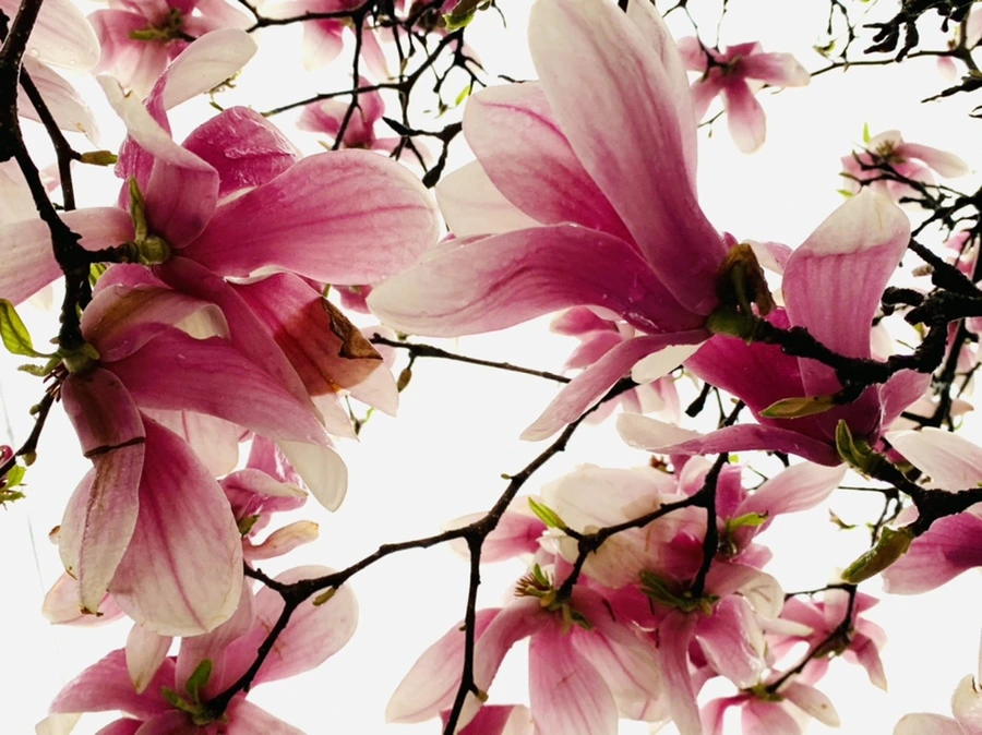 IMG_2385.jpg?type=w966