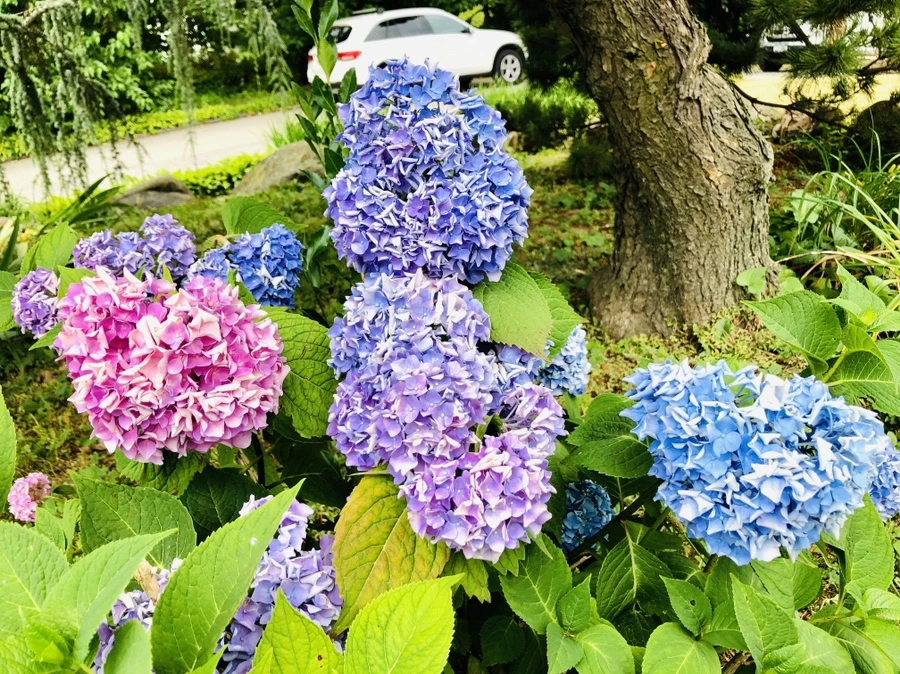 IMG_0491.jpg?type=w966