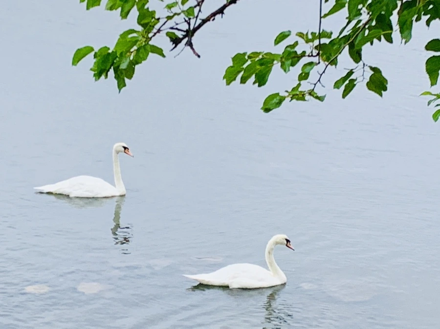 IMG_6971.jpg?type=w966