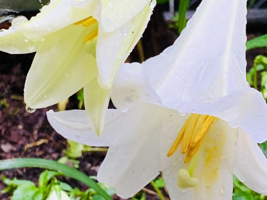 IMG_0099.jpg?type=w966