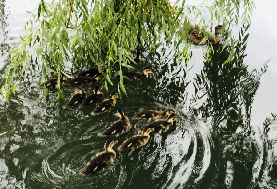 IMG_3122.jpg?type=w966