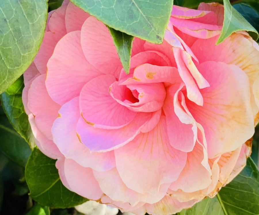 IMG_7824.jpg?type=w966