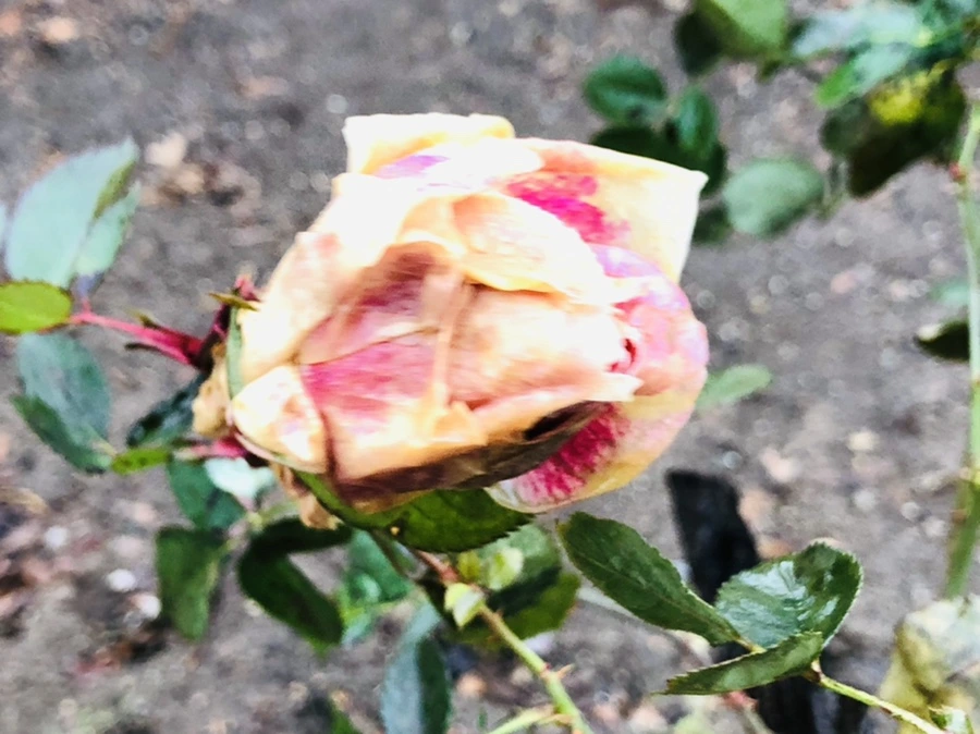 IMG_8088.jpg?type=w966