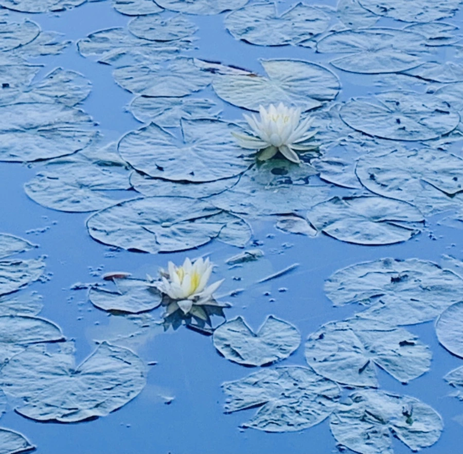 IMG_1194.jpg?type=w966