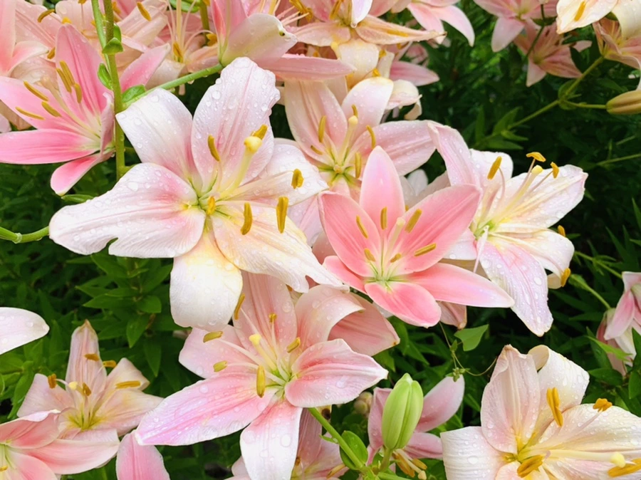 IMG_8978.jpg?type=w966