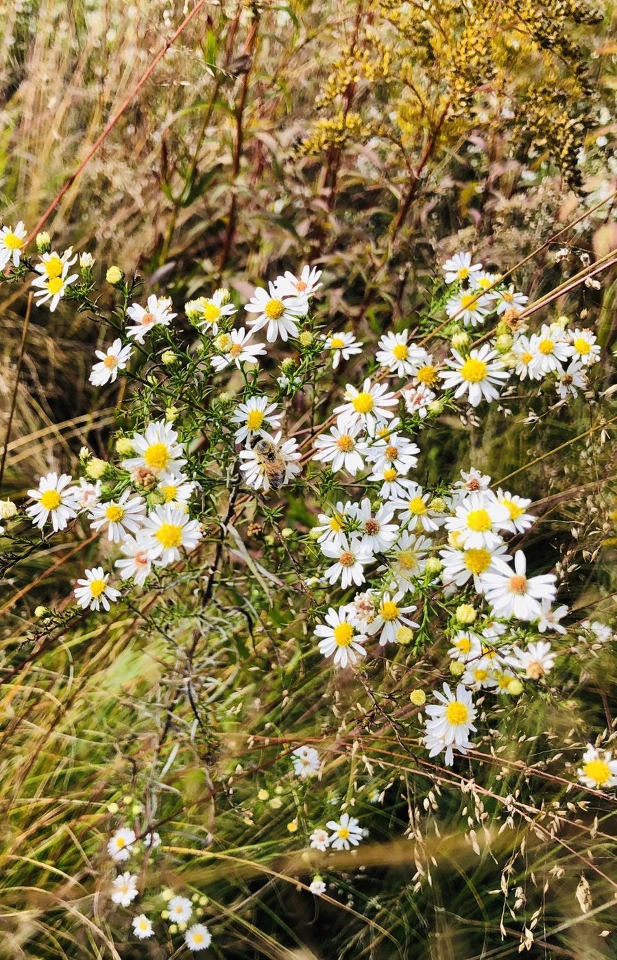 IMG_1590.jpg?type=w966