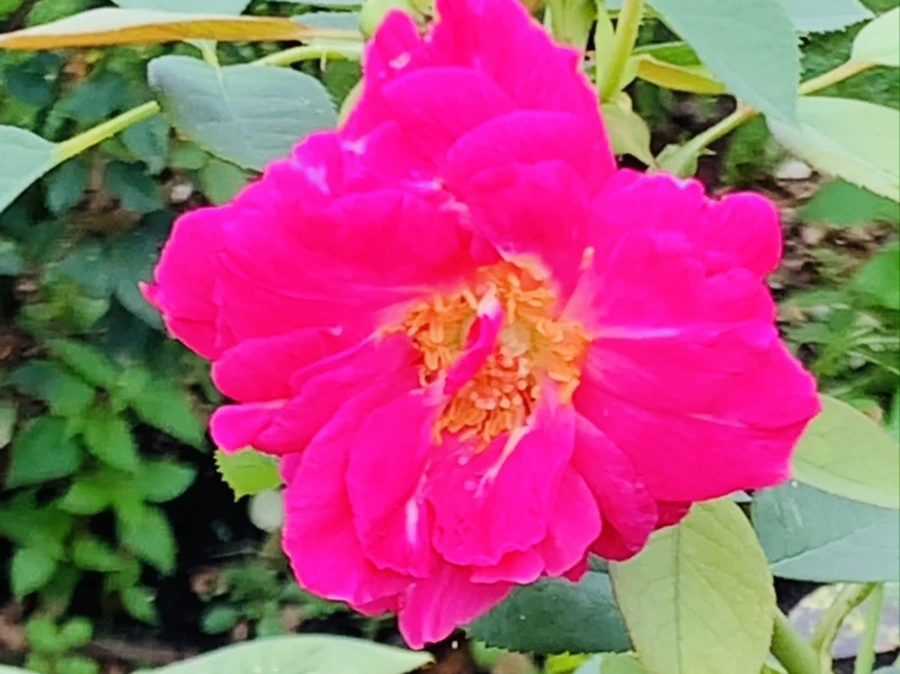 IMG_6942.jpg?type=w966