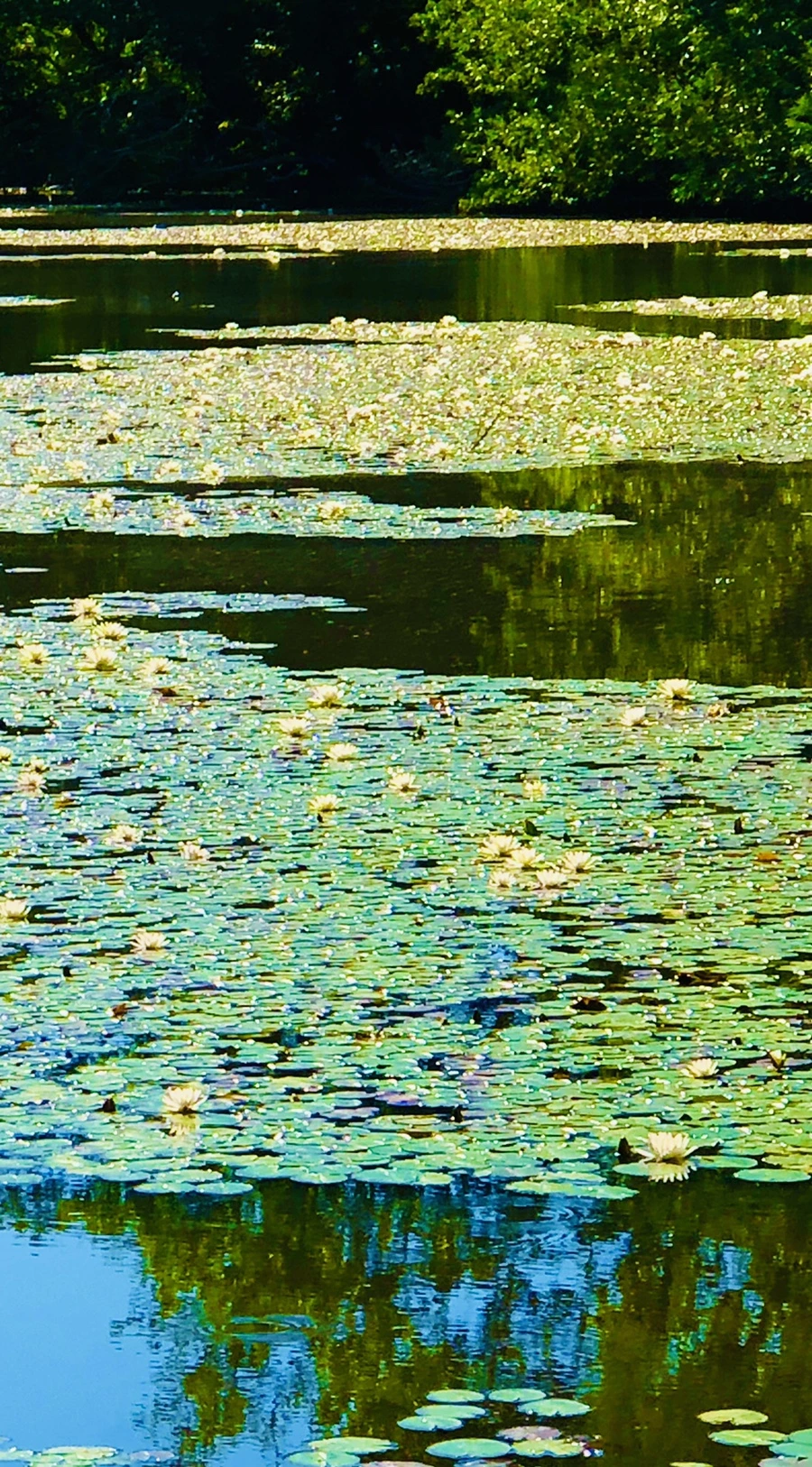 IMG_2335.jpg?type=w966