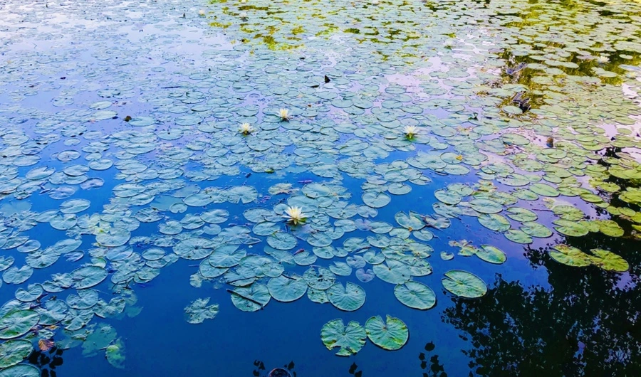 IMG_4962.JPG?type=w966