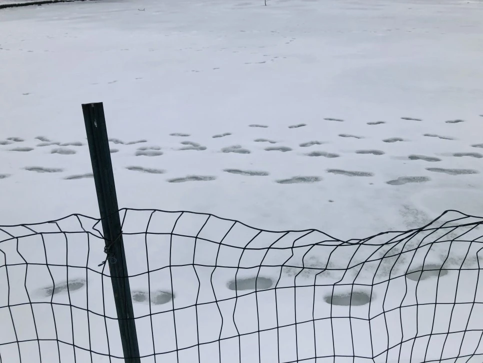 IMG_2710.jpg?type=w966