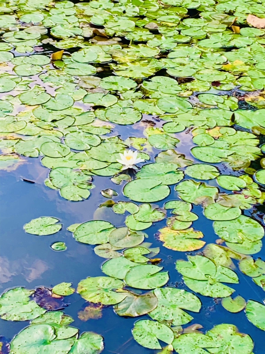 IMG_5853.jpg?type=w966