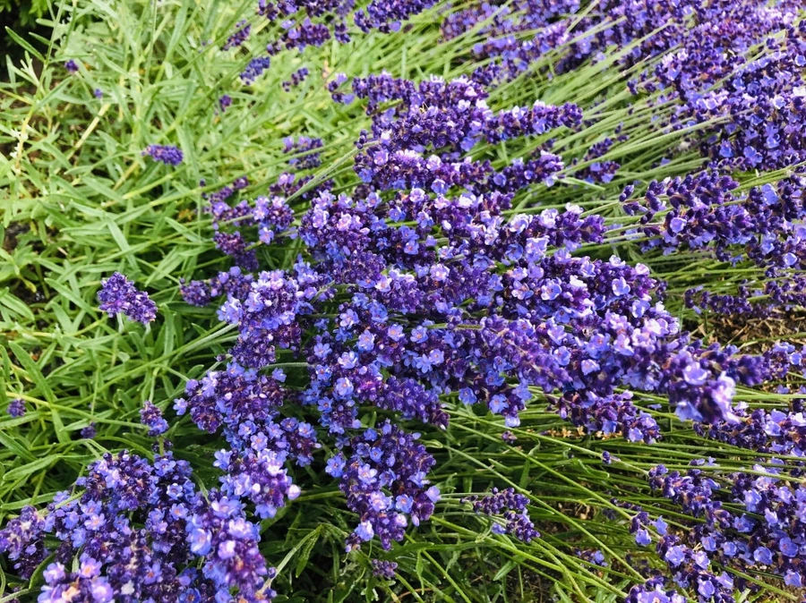 IMG_8722.jpg?type=w966