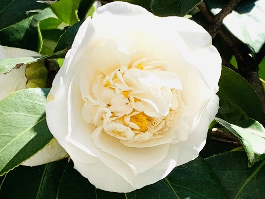 IMG_8602.jpg?type=w966