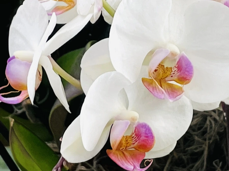 IMG_1371.jpg?type=w966