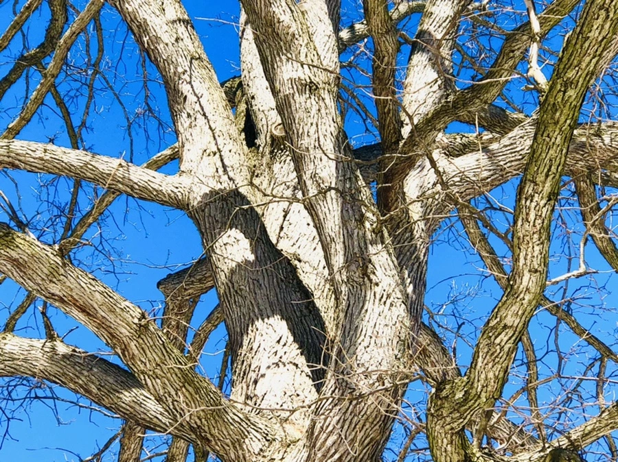 IMG_3975.jpg?type=w966