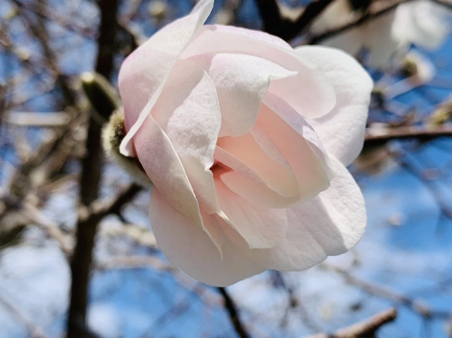 IMG_4353.jpg?type=w966