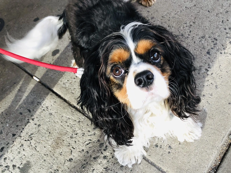 IMG_4986.jpg?type=w966