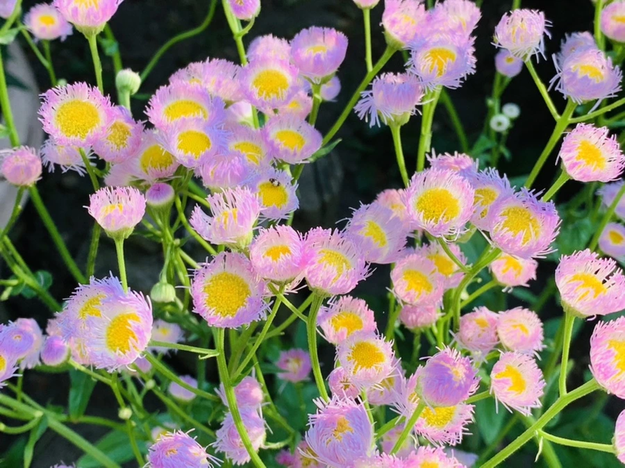 IMG_4118.jpg?type=w966