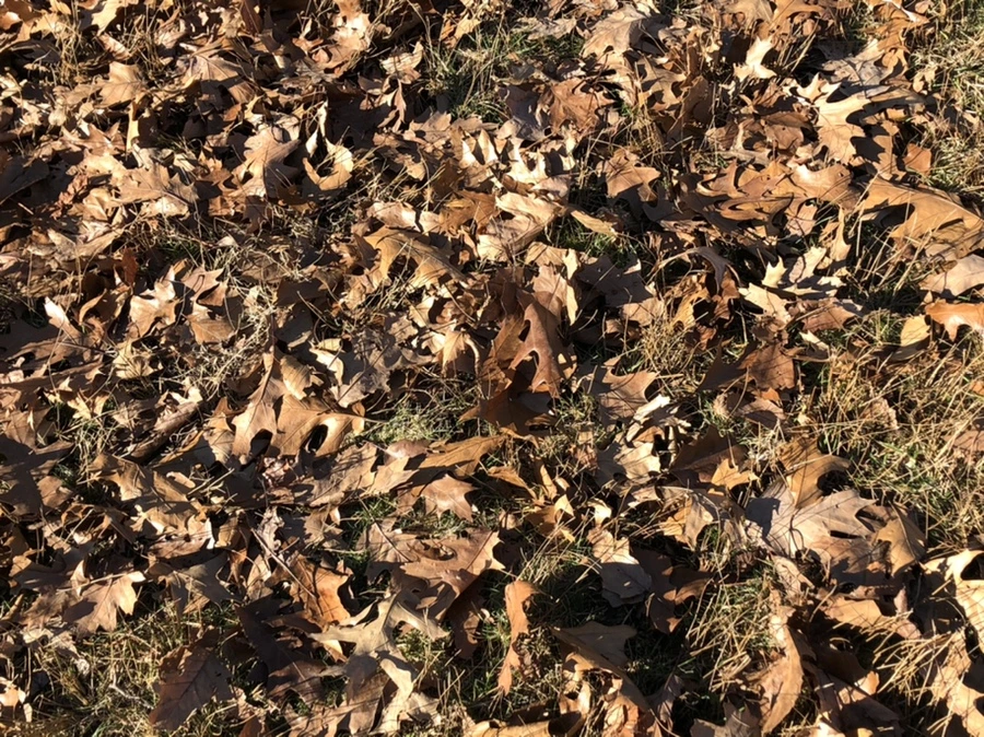 IMG_0264.jpg?type=w966