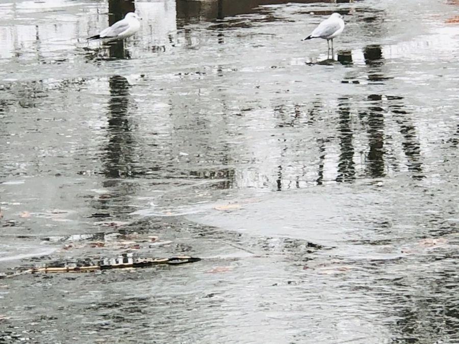 IMG_3142.jpg?type=w966