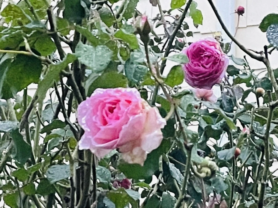 IMG_6395.jpg?type=w966