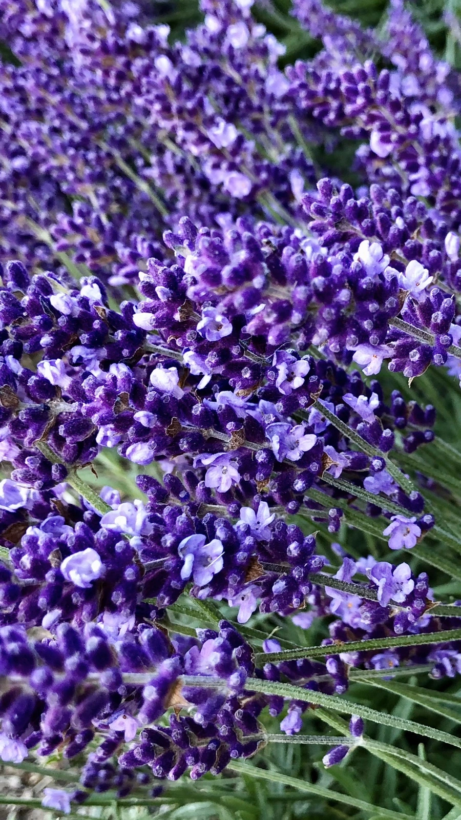 IMG_8525.jpg?type=w966