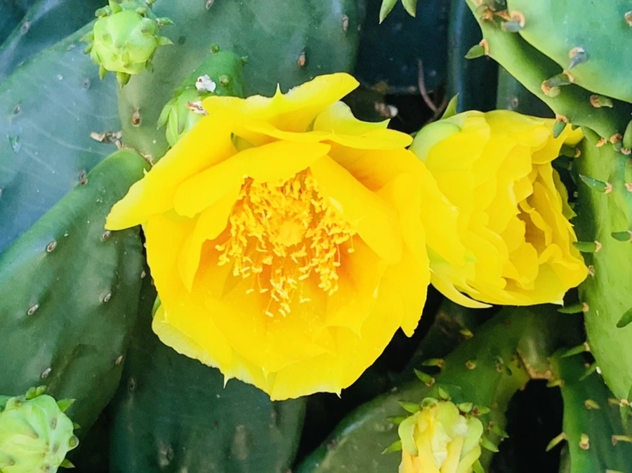 IMG_4337.jpg?type=w966