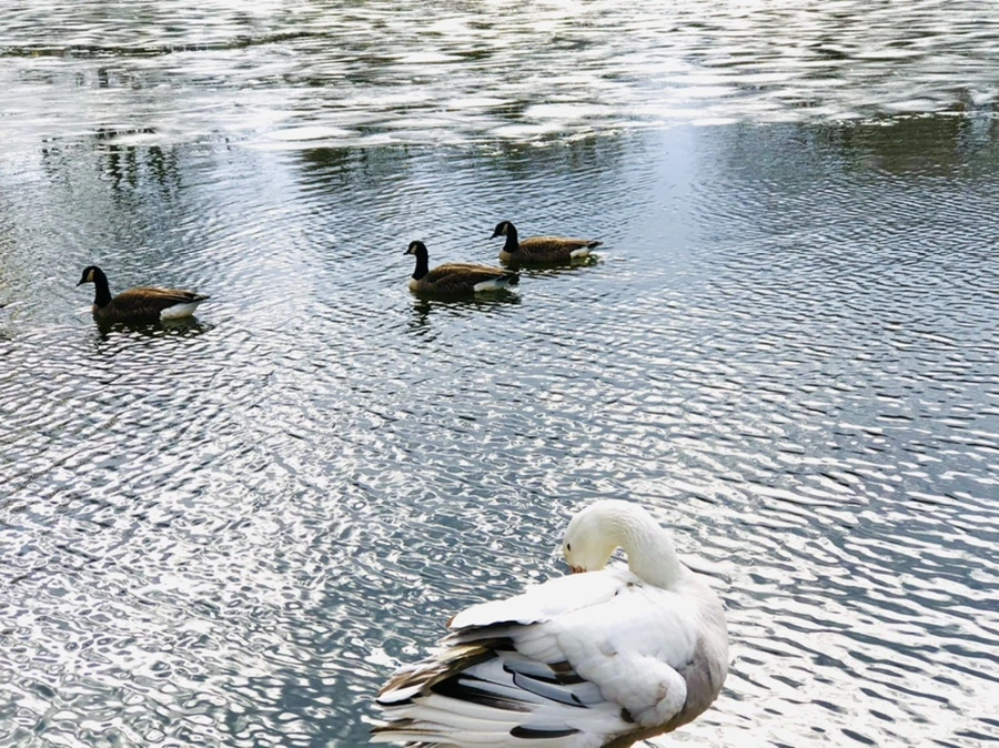 IMG_5097.jpg?type=w966