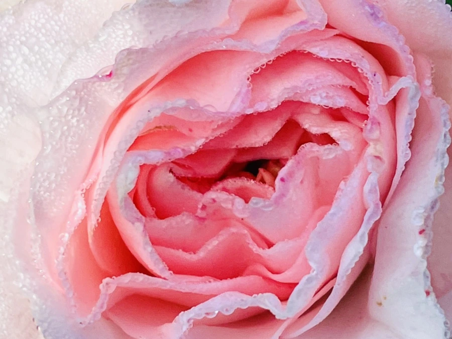 IMG_0959.jpg?type=w966