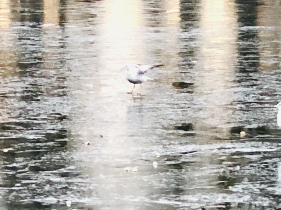 IMG_1962.jpg?type=w966