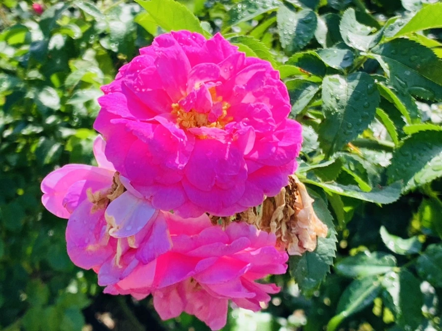 IMG_8395.jpg?type=w966