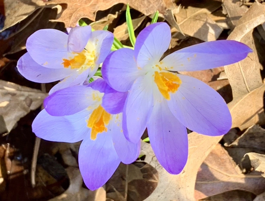 IMG_0173.jpg?type=w966