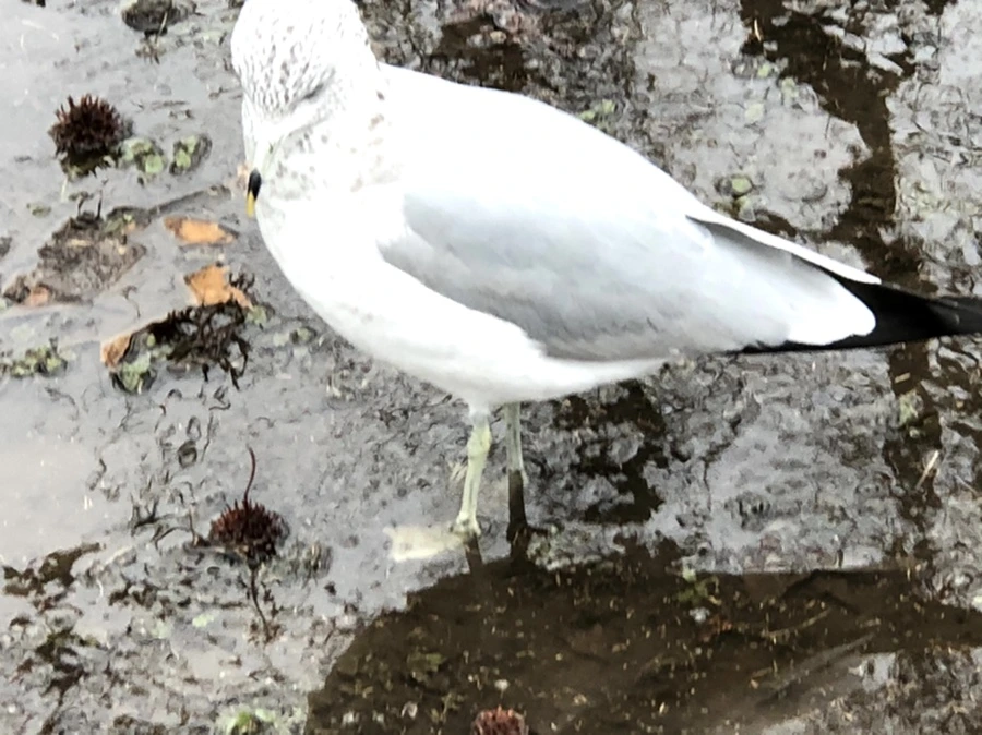 IMG_9453.jpg?type=w966