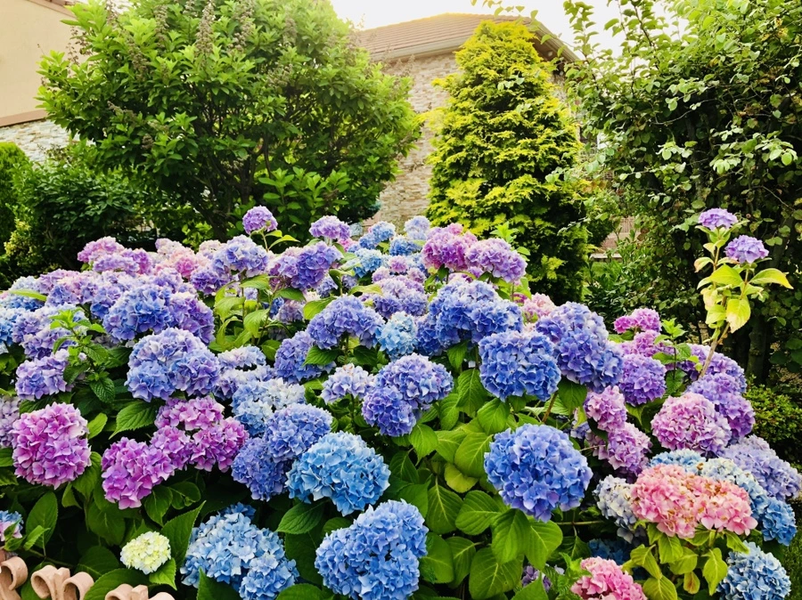 IMG_0449.jpg?type=w966