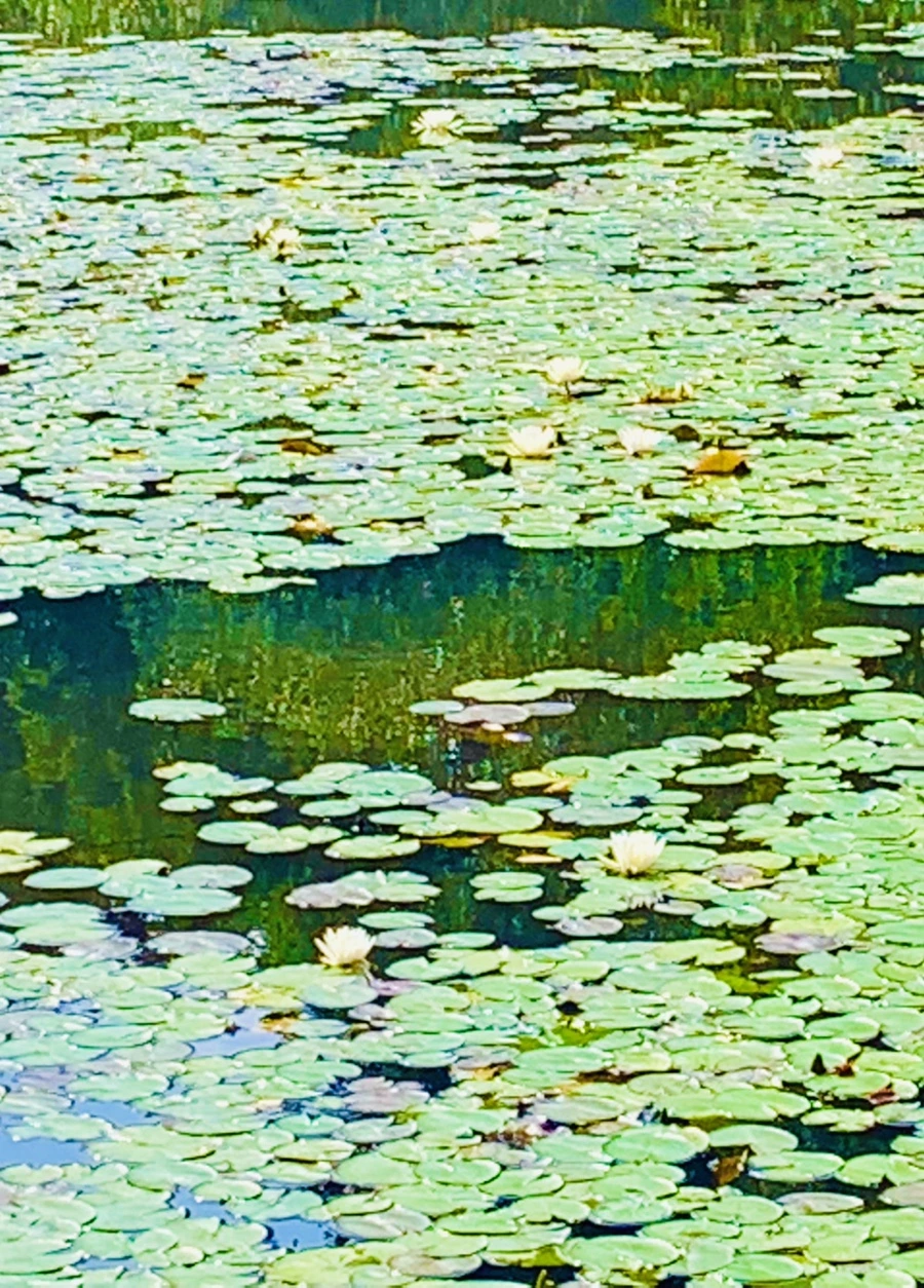 IMG_1297.jpg?type=w966