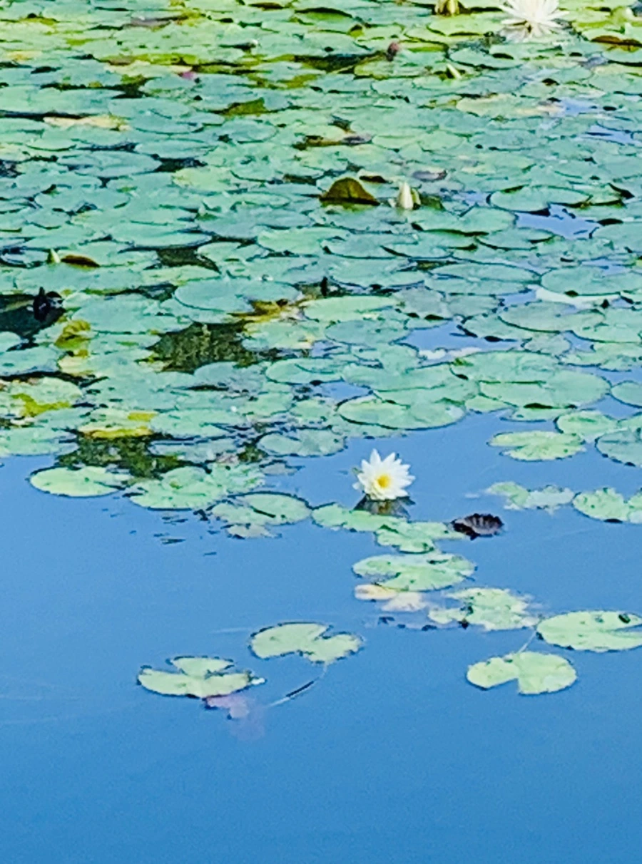 IMG_1164.jpg?type=w966