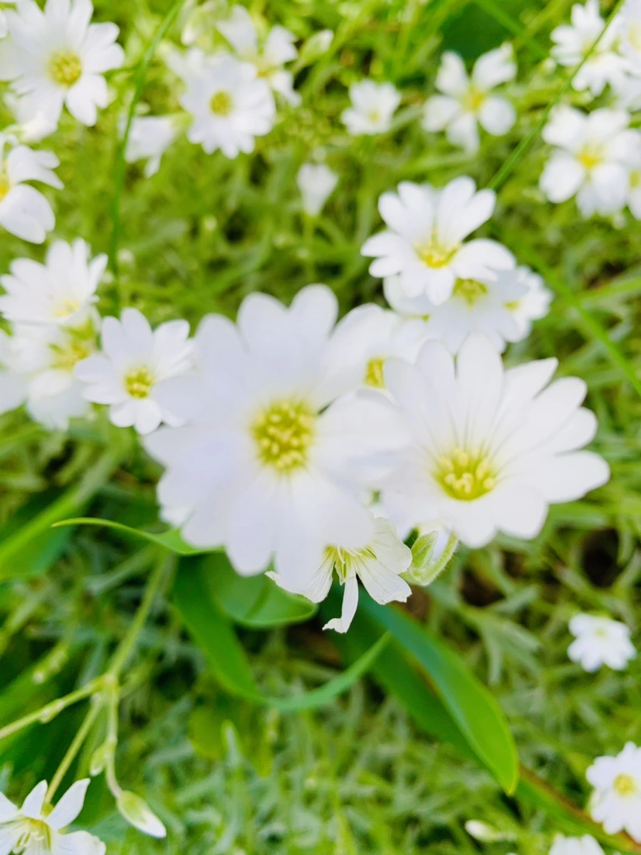 IMG_1082.jpg?type=w966