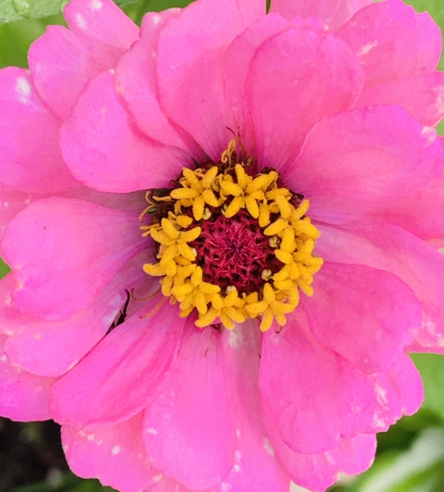 IMG_0996.jpg?type=w966