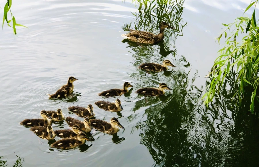 IMG_3118.jpg?type=w966