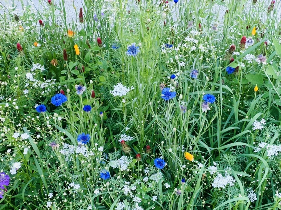 IMG_3953.jpg?type=w966