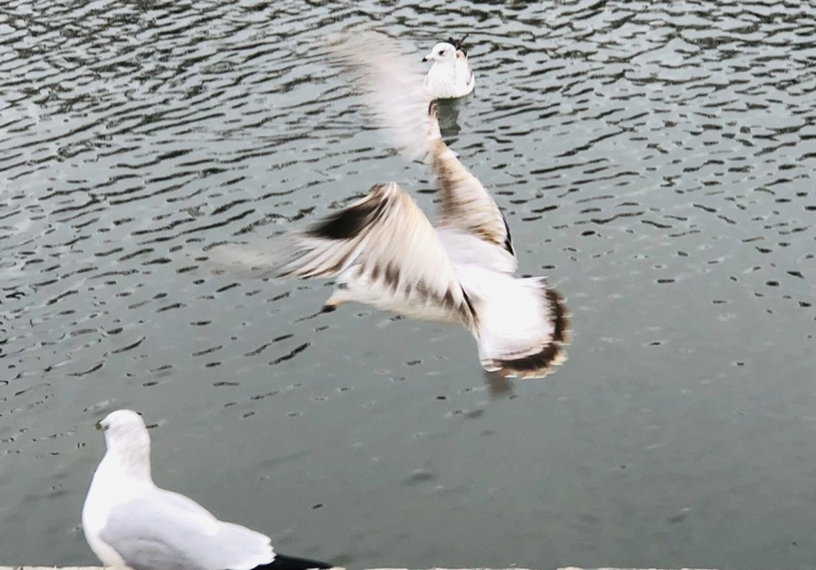 IMG_3305.jpg?type=w966