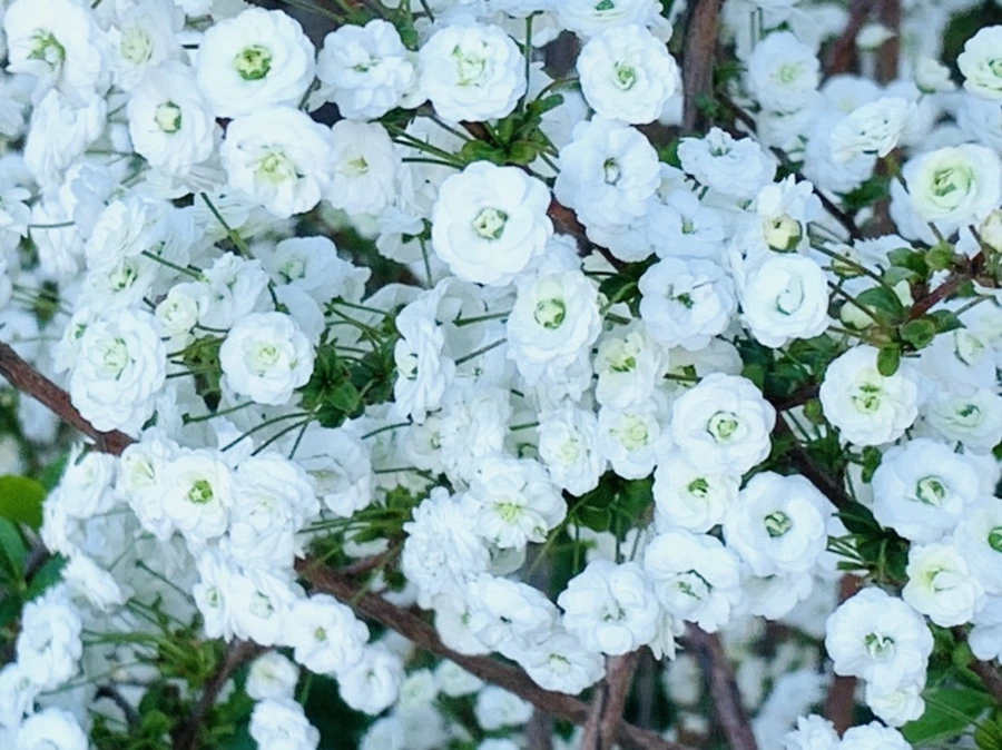 IMG_3284.jpg?type=w966