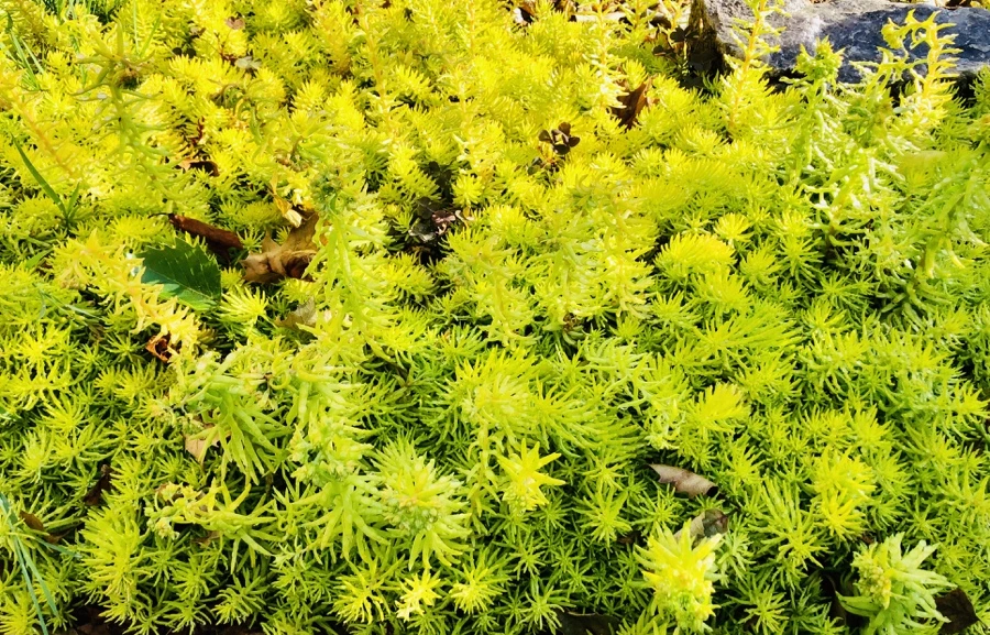 IMG_8103.jpg?type=w966