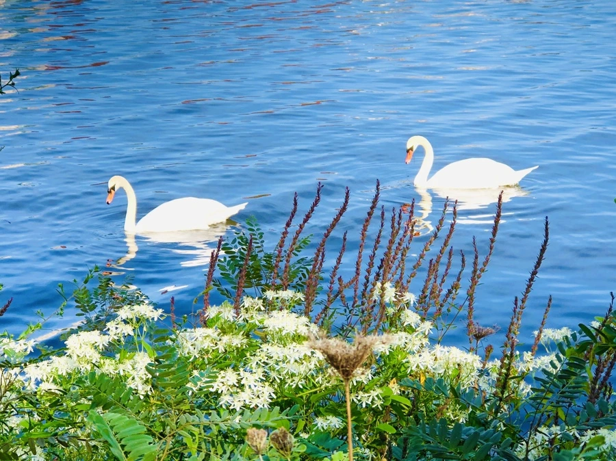 IMG_0930.jpg?type=w966