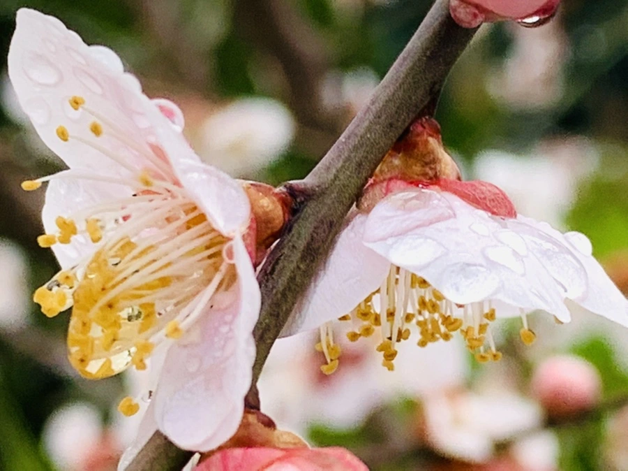 IMG_3942.jpg?type=w966