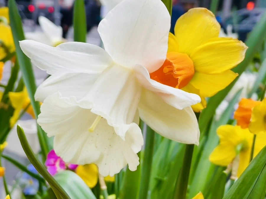 IMG_1699.jpg?type=w966