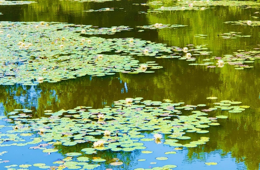 IMG_2351.jpg?type=w966