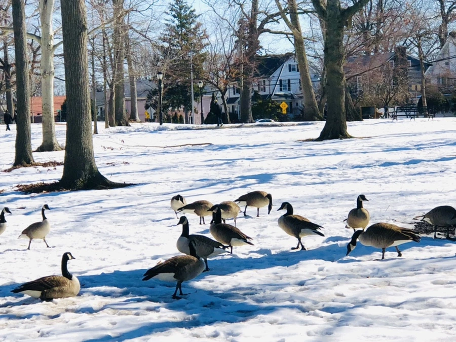 IMG_4525.jpg?type=w966